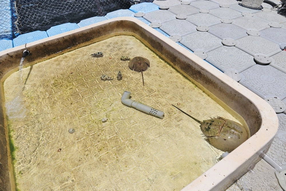 和慶半潛艇海洋牧場