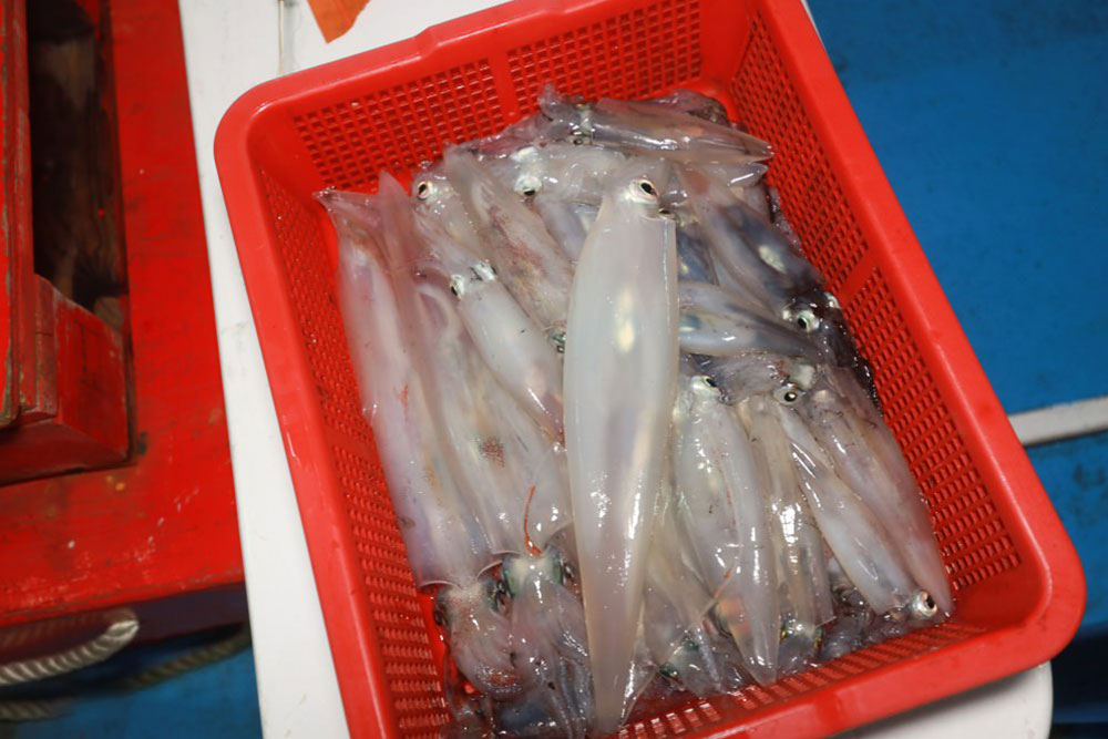 海上皇宮夜釣小管