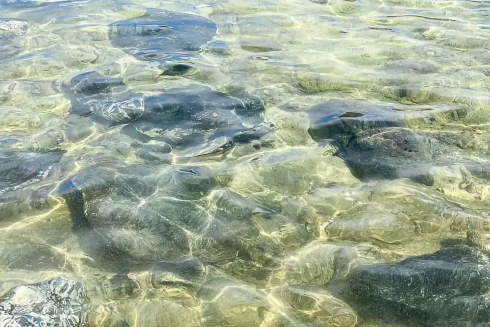 銀海東海超值一日遊