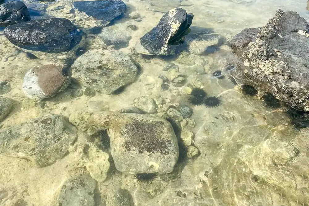 銀海東海超值一日遊
