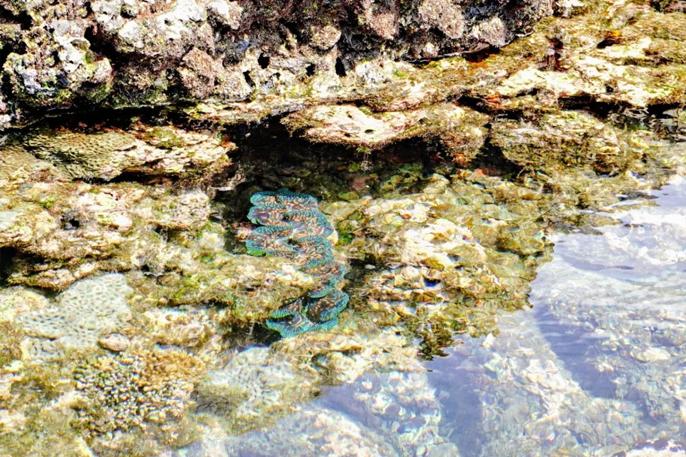 銀海東海龍蝦島之旅